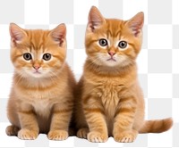 PNG  Kittens animal mammal pet. AI generated Image by rawpixel.