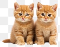 PNG  Kittens animal mammal pet. AI generated Image by rawpixel.