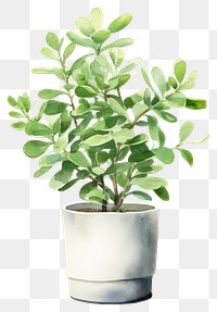 PNG  An Indoor small green plant in a plant pot bonsai herbs leaf. AI generated Image by rawpixel.