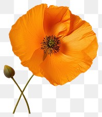 PNG  Real Pressed a california poppy flower petal plant.