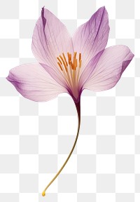 PNG  Real Pressed a crocus flower petal plant inflorescence