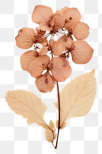 PNG  Flower plant petal paper.