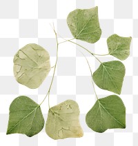 PNG  Plant green herbs leaf.