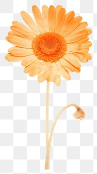 PNG Flower petal plant daisy.
