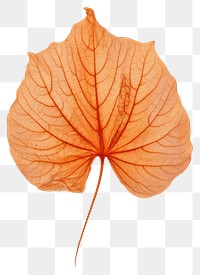 PNG Leaf plant tree fragility.