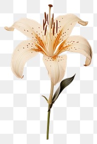 PNG Flower lily plant inflorescence