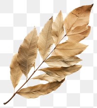 PNG  Real Pressed a laurel leaf leaves plant fragility.