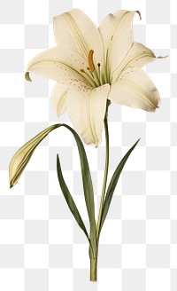 PNG  Real Pressed a madonna lily easter lily flower plant inflorescence.