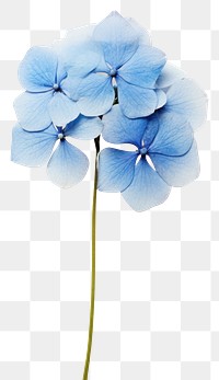 PNG Real Pressed a single blue hydrangea flower petal plant