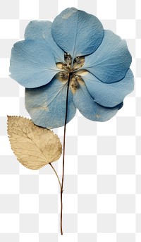 PNG Real Pressed a single blue hydrangea flower plant petal.