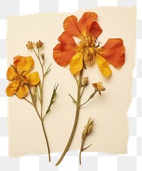 PNG Real Pressed a wallflower painting petal plant.