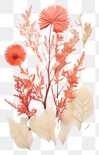 PNG Real Pressed a tropical coral reef single minimal flower plant paper.