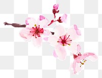 PNG  Cherry blossom flower nature plant. AI generated Image by rawpixel.