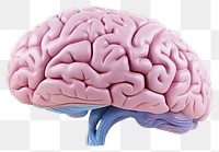 PNG Brain white background outdoors medical.