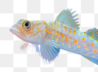 PNG Goby underwater animal fish.