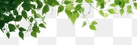 PNG A green wall with green leaves and shadows nature sunlight outdoors. AI generated Image by rawpixel.