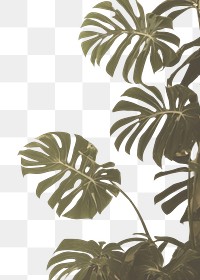 PNG A wall with monstera leaves and shadows nature outdoors plant. AI generated Image by rawpixel.