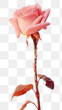 PNG Aesthetic pink rose on fire flower petal plant.
