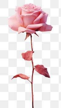 PNG Aesthetic pink rose on top fire flower petal plant.
