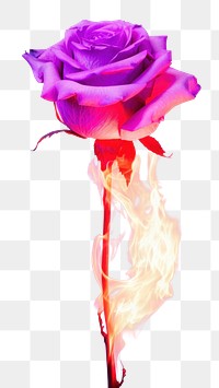 PNG Aesthetic pink rose on fire purple flower petal.