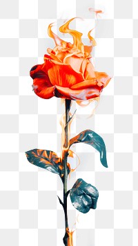 PNG Aesthetic rose on fire flower petal plant.