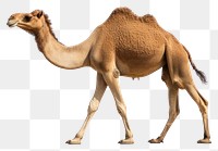 PNG Camel animal mammal desert.