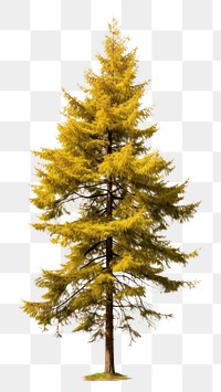 PNG Larch tree plant pine. AI generated Image by rawpixel.