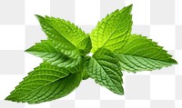 PNG Mint leaf plant herbs white background.