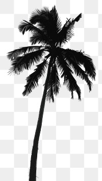 PNG Palm tree plant white backlighting.