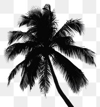 PNG Palm tree silhouette outdoors nature.