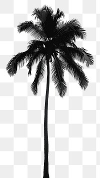 PNG Palm tree plant white background monochrome.