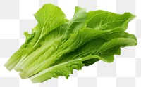 PNG Salad leaf vegetable lettuce plant.