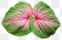 PNG Caladium Rosebud leaf vegetable plant food.