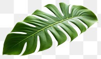 PNG Tropical plant leaf white background xanthosoma freshness.