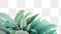 PNG Leaves plant green backgrounds