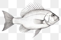 PNG Fish drawing sketch animal. AI generated Image by rawpixel.