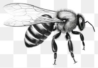 PNG Bee drawing animal insect. AI generated Image by rawpixel.