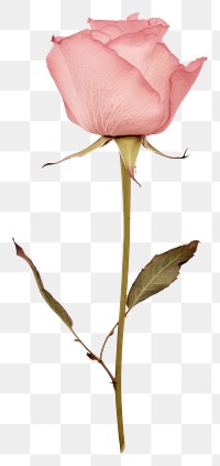 PNG Pink rose flower petal plant