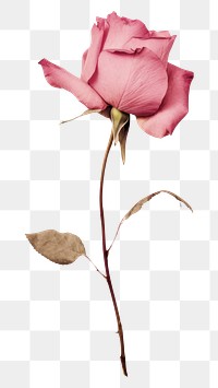 PNG Pink rose flower petal plant