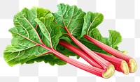PNG  Rhubarb vegetable plant food.