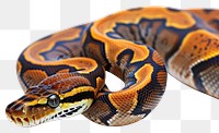PNG Python reptile animal snake.