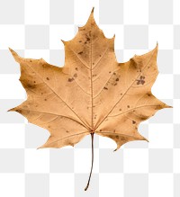 PNG Real Pressed a maple leaf plant tree fragility.