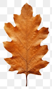 PNG Real Pressed a oak leaf textured plant tree.