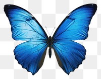 PNG Real Pressed a blue butterfly animal insect invertebrate