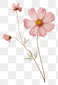 PNG Real Pressed a cosmos flower blossom petal
