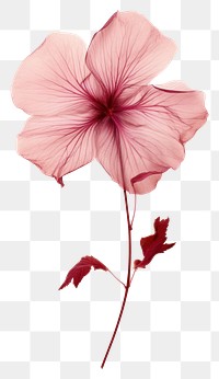 PNG Real Pressed a hibiscus flower petal plant.