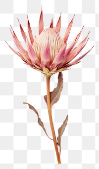 PNG Real Pressed a protea flower petal plant.