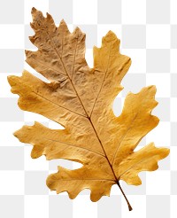 PNG Real Pressed a yellow oak leaf backgrounds textured leaves.