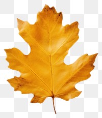 PNG Real Pressed a yellow oak leaf leaves plant paper