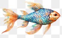 PNG Star fish goldfish animal.